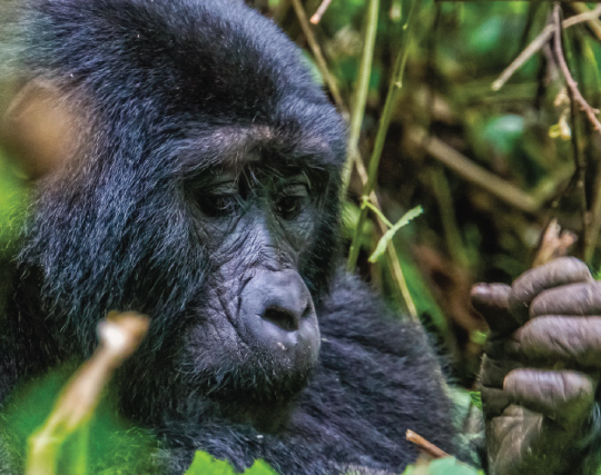 gorilla trekking safari fly into bwindi